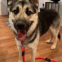 Photo of Poncho, adoptable Husky German Shepherd Dog in Boulder, Colorado