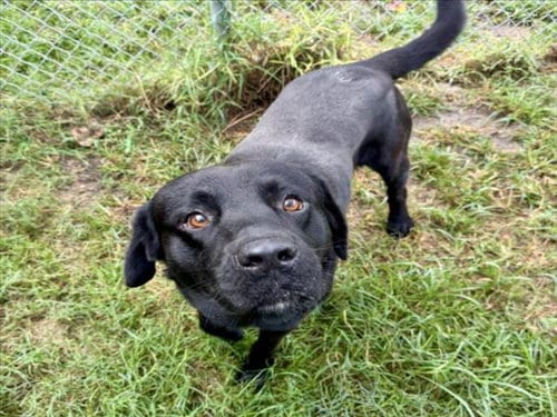 Photo of Taquito, adoptable Labrador Retriever in Houston, Texas