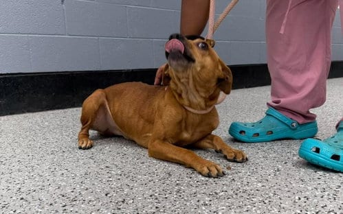 Photo of Rubble, adoptable Chihuahua in Front Royal, Virginia