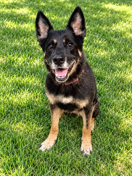 Photo of Harley G, adoptable German Shepherd Dog in Baltimore, Maryland