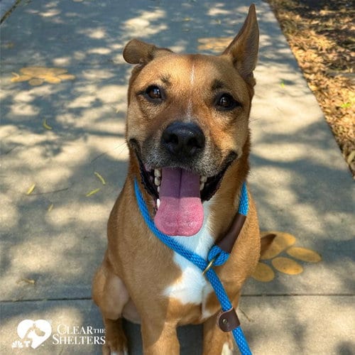 Photo of Thor, adoptable Pit Bull Terrier in Sugar Land, Texas