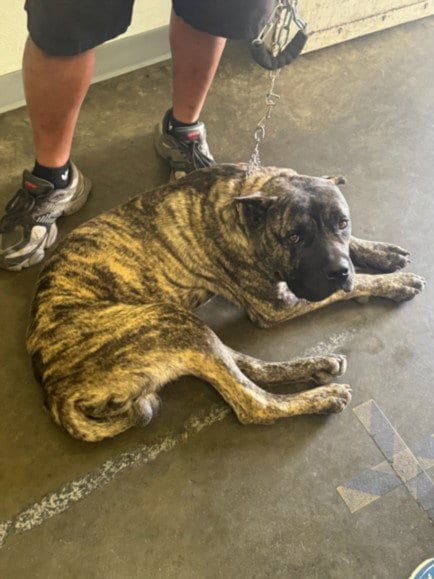 Photo of Scooby, adoptable Mastiff in Los Angeles, California