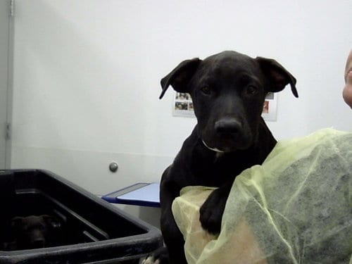Photo of River, adoptable Labrador Retriever in Mesa, Arizona