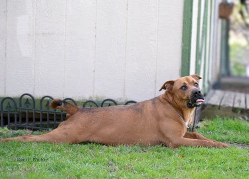 Photo of Brother, adoptable German Shepherd Dog in Locust Grove, Georgia