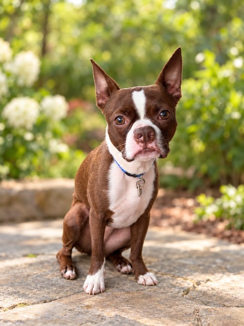 Photo of Tango (m), adoptable Boston Terrier in Nashville, Tennessee