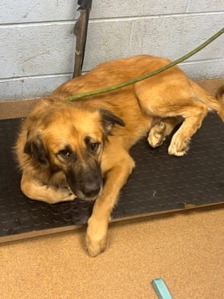 Photo of Inkwell Pen, adoptable dog in Chamblee, Georgia