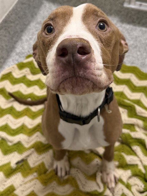 Photo of A660882, adoptable Pit Bull Terrier in Houston, Texas
