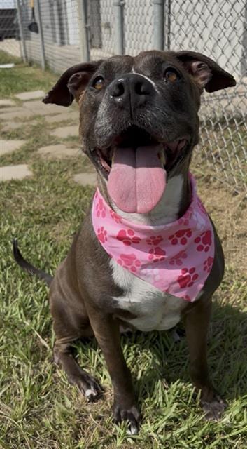 Photo of Juniper, adoptable Staffordshire Bull Terrier in Rosenberg, Texas