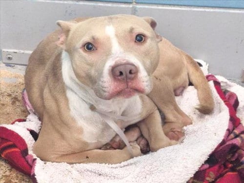 Photo of Belle, adoptable Staffordshire Bull Terrier in Houston, Texas