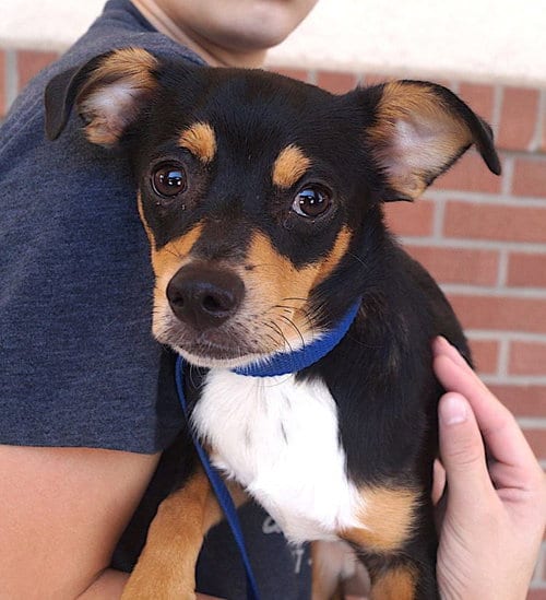 Photo of Duke, adoptable Chihuahua in Carrollton, Texas
