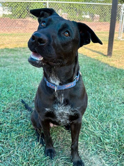 Photo of Ava, adoptable Labrador Retriever in Bryant, Arkansas