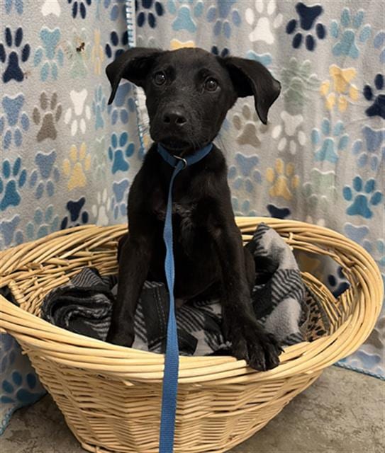 Photo of BB, adoptable Labrador Retriever in Rosenberg, Texas