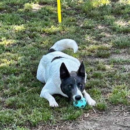 Photo of Dax, adoptable Mixed Breed (Medium) in Cape Girardeau area, Missouri