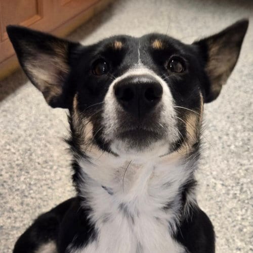 Photo of Macie, adoptable Australian Shepherd in Normal, Illinois
