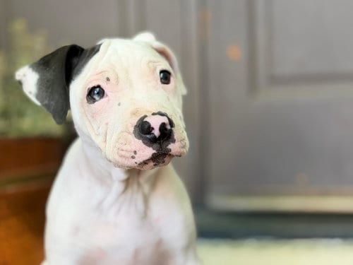 Photo of Darla, adoptable American Pit Bull Terrier in ROSEVILLE, California