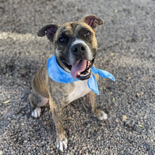 Photo of Eddie, adoptable American Pit Bull Terrier in Phoenix, Arizona