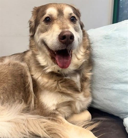 Photo of Helima, adoptable Husky in Anchorage, Alaska