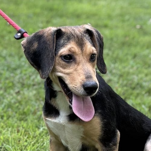 Photo of Clover, adoptable Beagle in Yardley, Pennsylvania