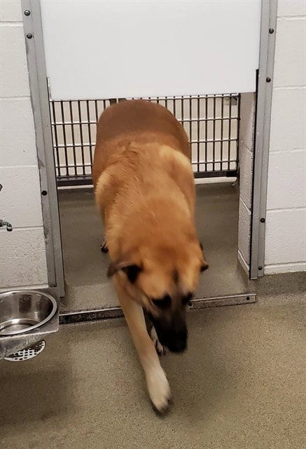 Photo of Tank, adoptable Anatolian Shepherd in St Louis, Missouri