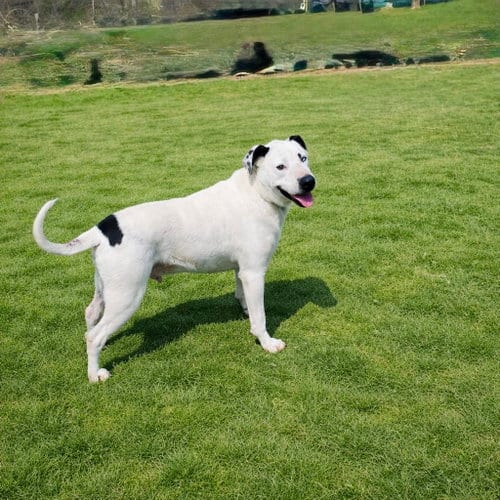 Photo of Blue (jh), adoptable Pit Bull Terrier in White Bluff, Tennessee