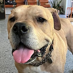 Photo of Leo, adoptable Olde English Bulldogge American Pit Bull Terrier in Boulder, Colorado