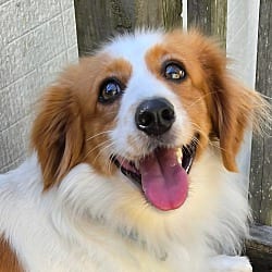Photo of Issac, adoptable Spaniel (Unknown Type) Dachshund in Southington, Connecticut
