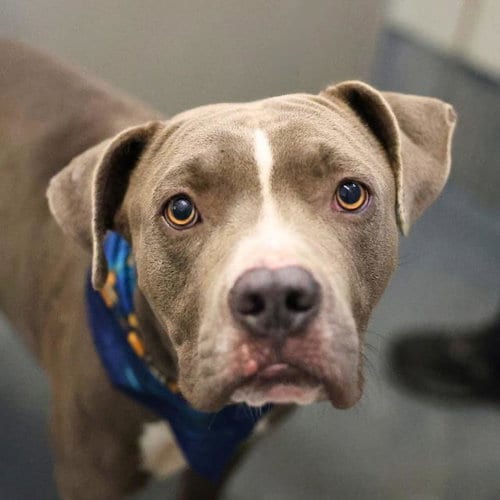 Photo of Kylo, adoptable American Bulldog in San Antonio, Texas