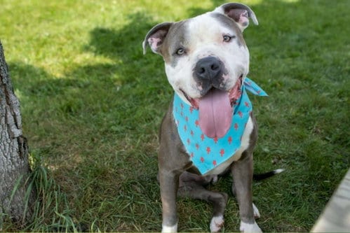 Photo of Travis, adoptable Pit Bull Terrier in AUSTIN, Minnesota