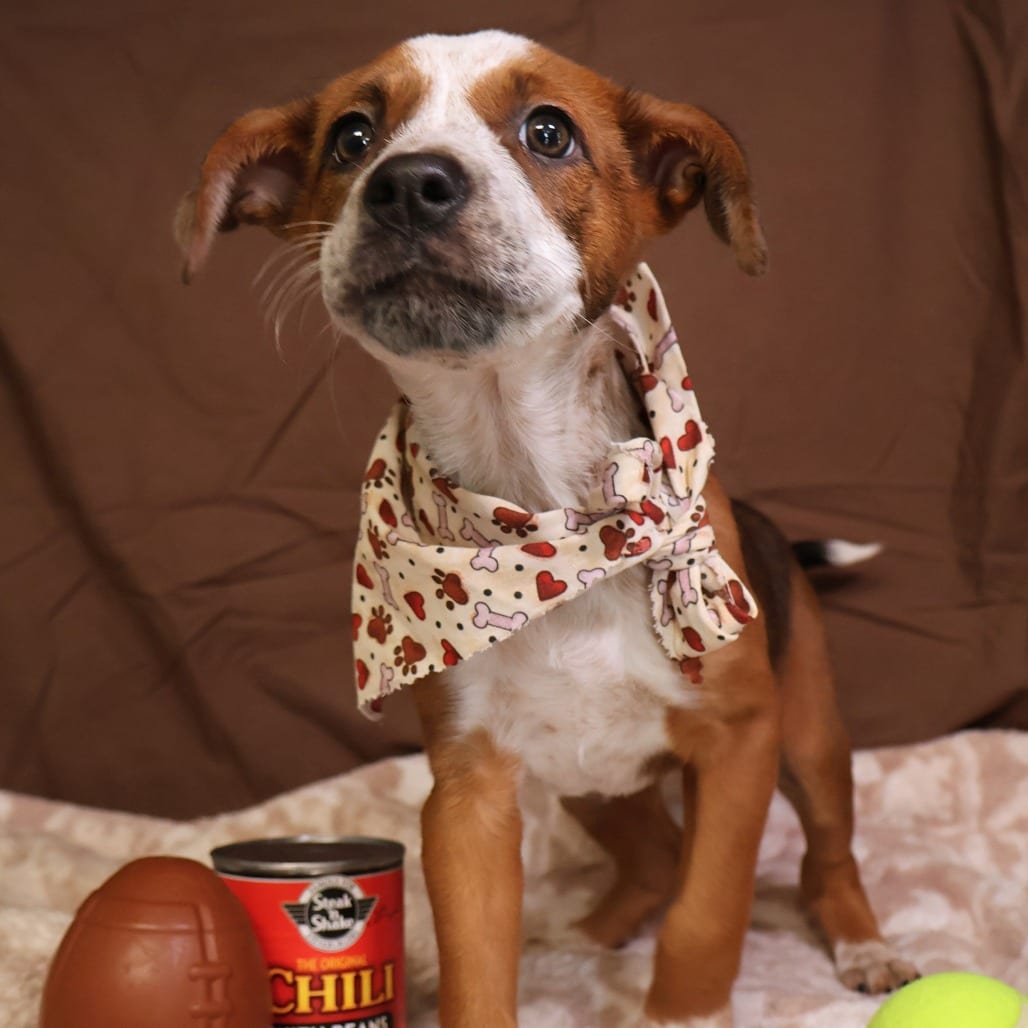 Photo of Pumpkin Spice, adoptable Mixed Breed (Medium) in St. Charles, Missouri