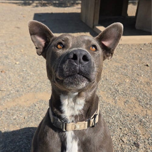 Photo of Stewey, adoptable Pit Bull Terrier in Yreka, California