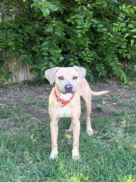Photo of Oliver, adoptable Black Mouth Cur in Oklahoma City, Oklahoma