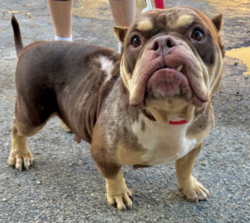 Photo of Grace, adoptable Bulldog in Margate, Florida