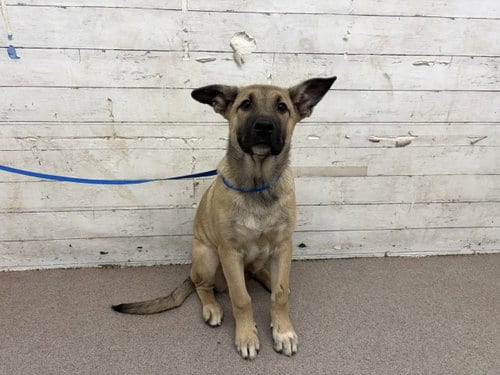 Photo of Winston, adoptable German Shepherd Dog in San Bernardino, California