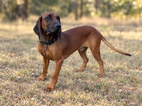 Photo of Cooper, adoptable Hound in PIPE CREEK, Texas