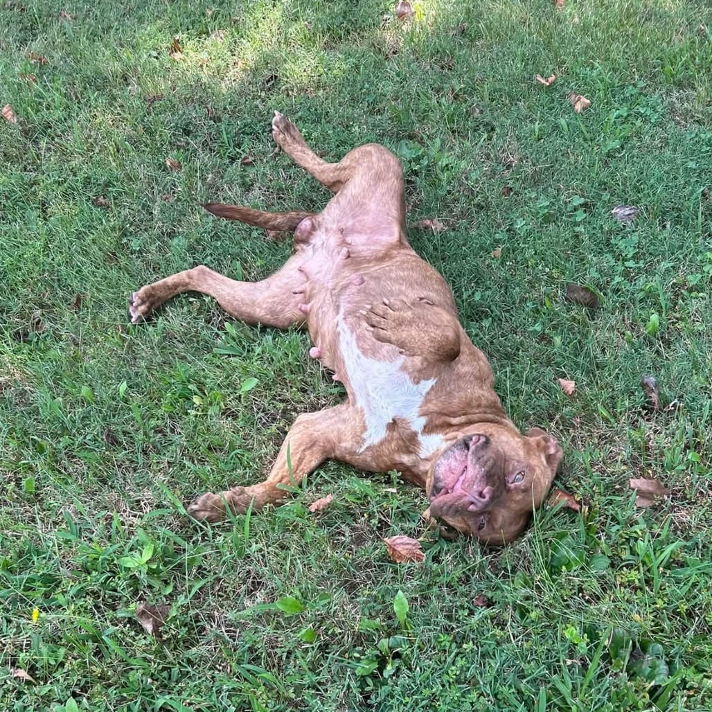 Photo of Judy, adoptable Mixed Breed (Medium) in Winston-Salem, North Carolina
