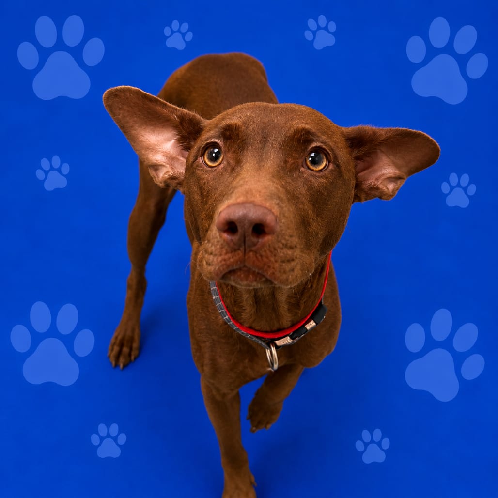 Photo of Tumbleweed, adoptable dog