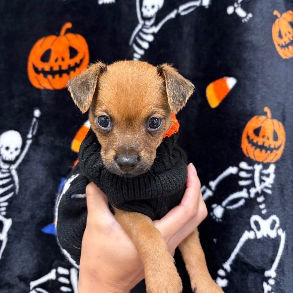 Photo of Cassie, adoptable Chihuahua / Mix in San Antonio, Texas