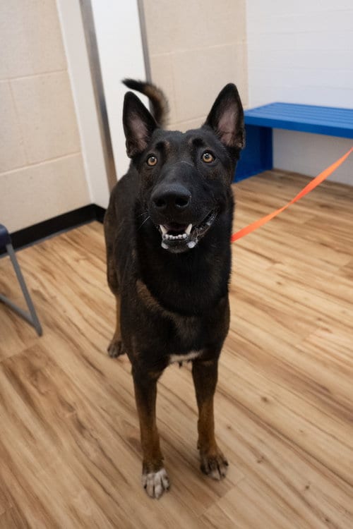 Photo of Rooster - located in Texas, adoptable Belgian Shepherd Malinois in Imlay City, Michigan