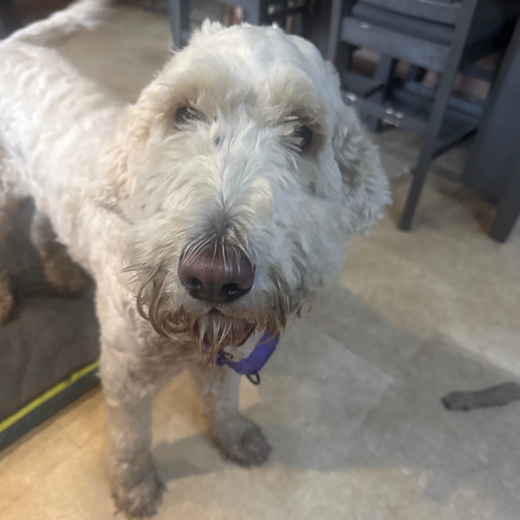 Photo of Mia, adoptable Retriever, Golden / Poodle in Pennellville, New York