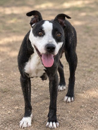 Photo of Belle, adoptable Pit Bull Terrier in Killeen, Texas