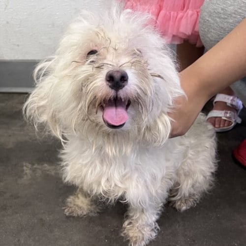 Photo of Starshine, adoptable Maltese in Los Angeles, California