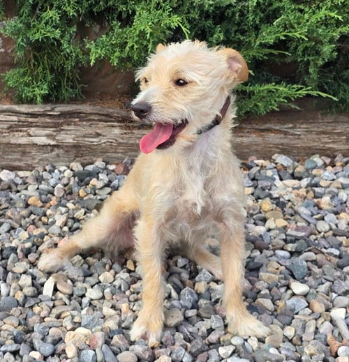 Photo of Polite Lil Mr Peanut ~ Calm Cuddle Bunny Terripoo, adoptable Norfolk Terrier in Albuquerque, New Mexico