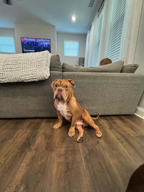 Photo of Bowser (previously known as GG), adoptable Bulldog in Holly Springs, North Carolina