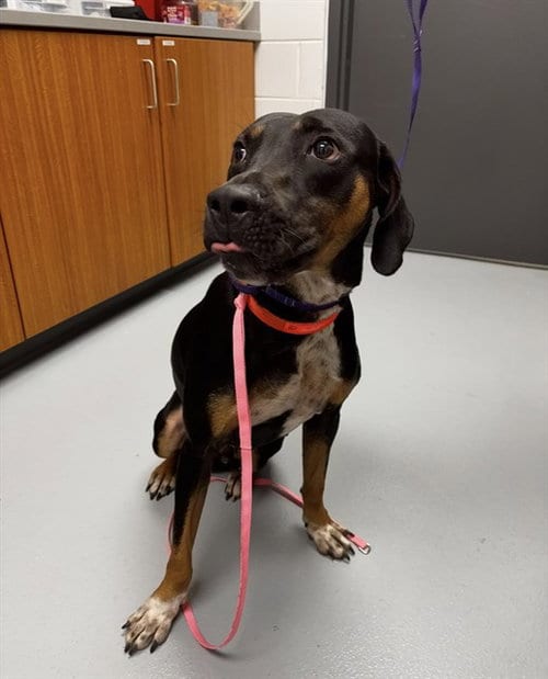 Photo of Dug, adoptable Hound in St. Cloud, Florida