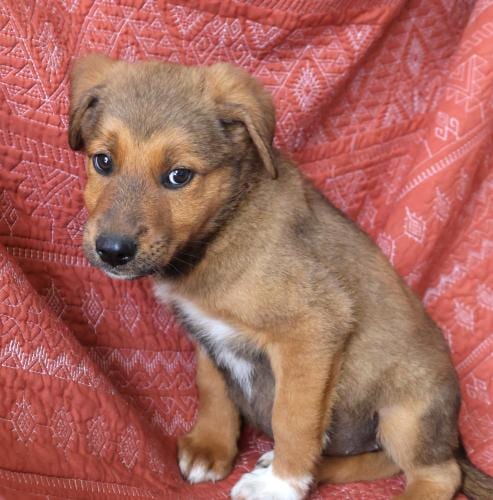 Photo of Shonna, adoptable German Shepherd Dog in Thief River Falls, Minnesota