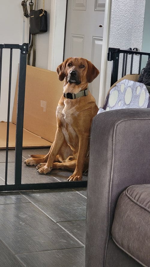 Photo of Bodie Boigue, adoptable Bloodhound in Chandler, Arizona