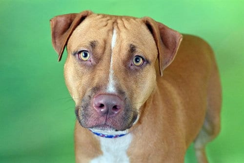 Photo of Caramel, adoptable American Staffordshire Terrier in Ft Lauderdale, Florida