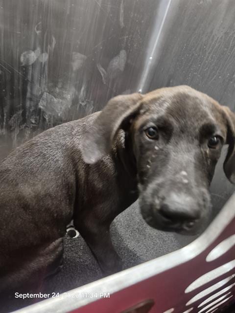 Photo of Ariana, adoptable American Staffordshire Terrier in San Antonio, Texas