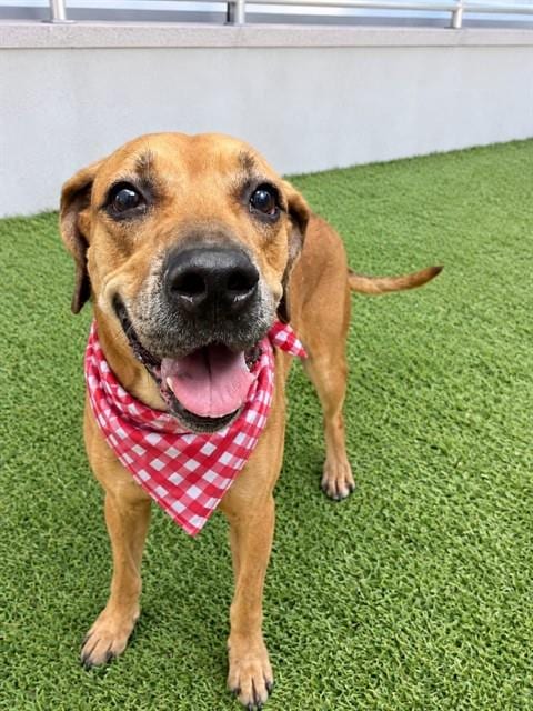 Photo of Luna, adoptable Terrier in Miami, Florida