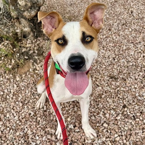 Photo of Wiley, adoptable American Pit Bull Terrier in Mesa, Arizona